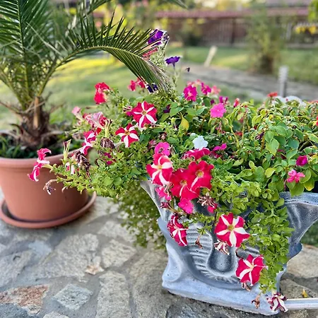 فيلة Angliiska